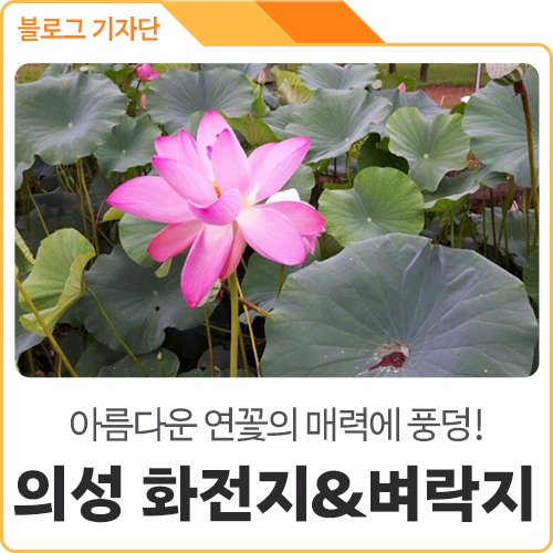 화전지 사진 2