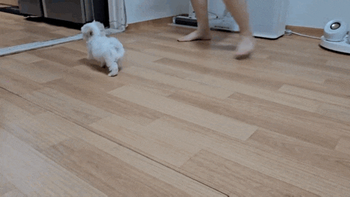  아기 말티푸 깨무는 교육은 어떻게 하나요? 하우스교육 하는 호두