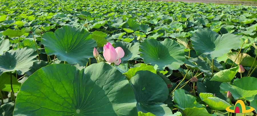 화전지 사진 3