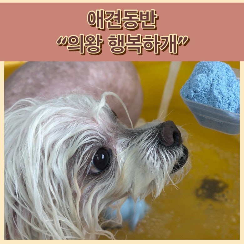 행복하개