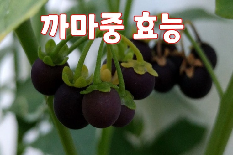  까마중 효능 안토시아닌 함량이 블루베리,복분자에 비해 약 30~50배 이상 높은 추억의 열매 알고 먹어야 더욱 유익하여 크린리더가 알려드리는 시간!