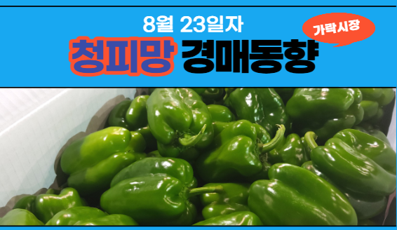 [경매사 일일보고] 8월 23일자 가락시장 청피망 경매동향을 살펴보겠습니다!