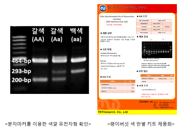 팽이버섯 색 결정짓는 핵심 유전자 찾았다 팽이버섯 색 결정짓는 핵심 유전자 찾았다