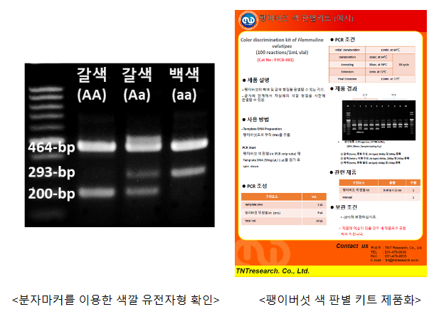 팽이버섯 색 결정짓는 핵심 유전자 찾았다