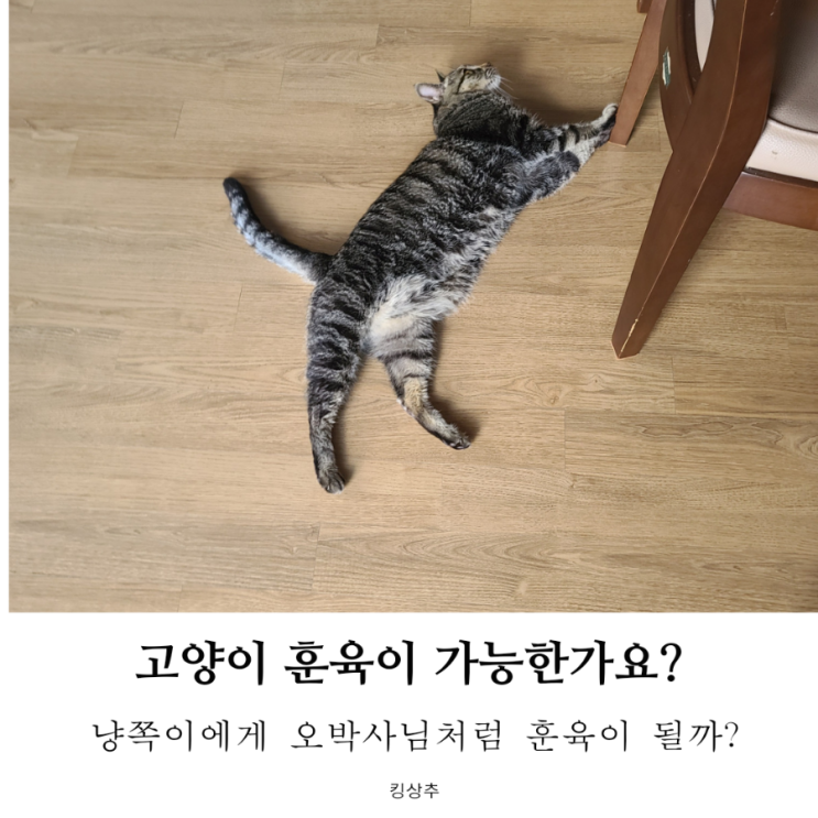  고양이 올바르게 훈육하는 방법? 고양이도 훈육이 되나요? 고양이 훈