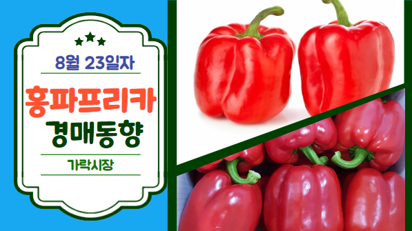  [경매사 일일보고] 8월 23일자 가락시장 홍파프리카 경매동향을 살펴보겠습니다!