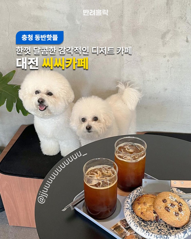 수제디저트가 있는 댕댕이 동반 가능 대전 씨씨카페