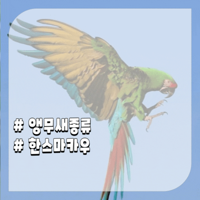  앵무새 종류 한스마카우 체스넛 히아신스 등 마카우 종류