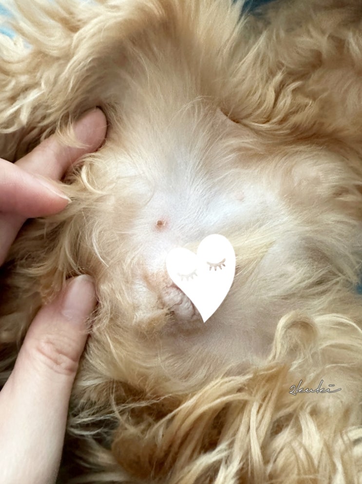 강아지 습진 피부(생식기, 배) 치료 과정 후기