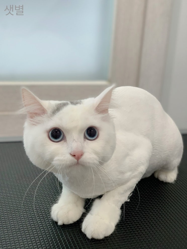  안덕면 몽블리 펫샵 *무마취 고양이 미용*