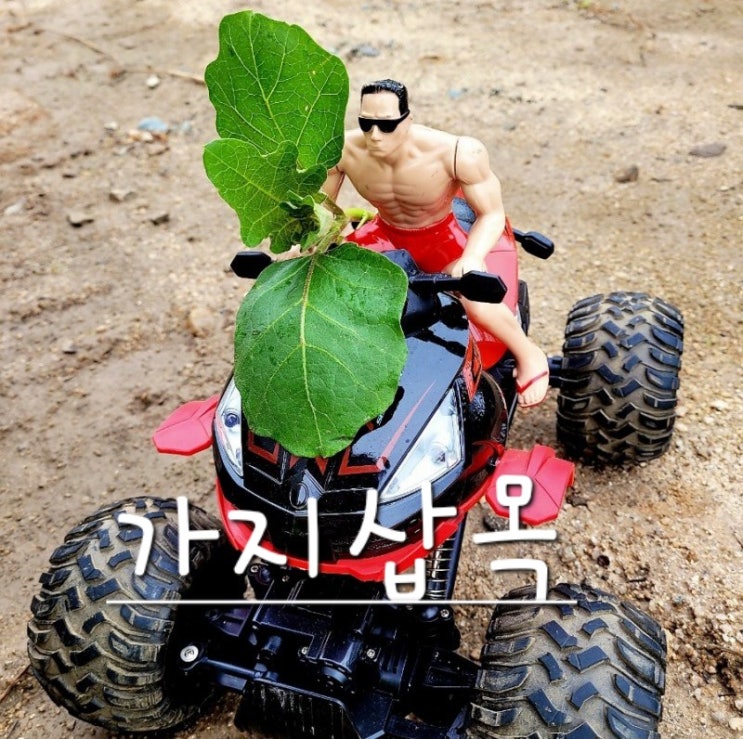  [가지재배] 곁가지로 삽목해서 키우기