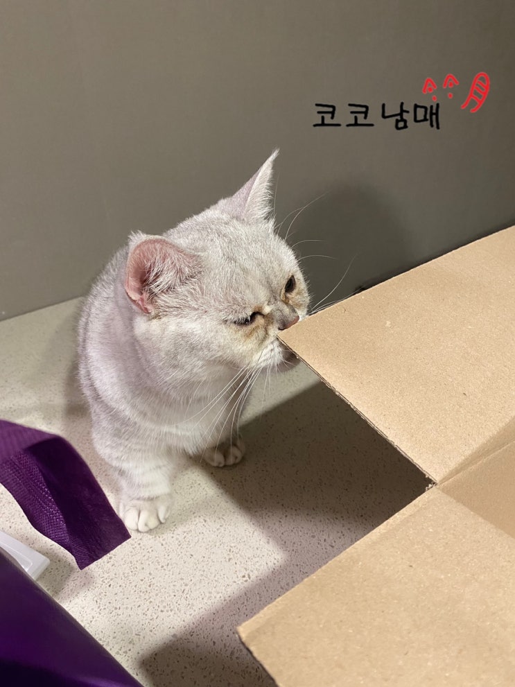  [집사일기] 평범한 나날(?)