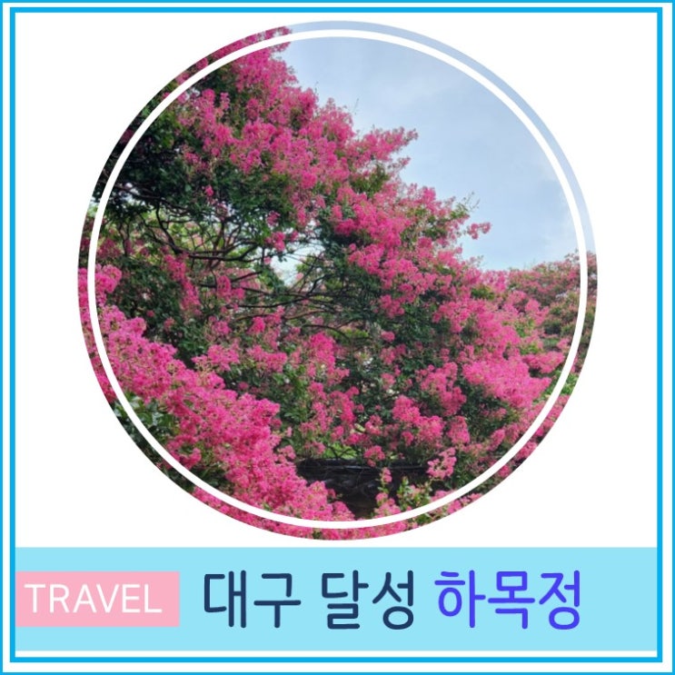  대구 여행 달성 하목정 배롱나무 꽃 명소 7월 가볼만한 곳  백일홍 실시간 개화 상태