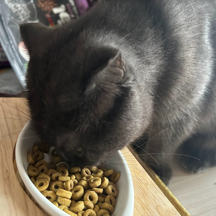 [쿠팡 내돈내산] 입맛 없는 고양이들도 환장하고 먹는 하림펫푸드 더 리얼 그레인프리 사료