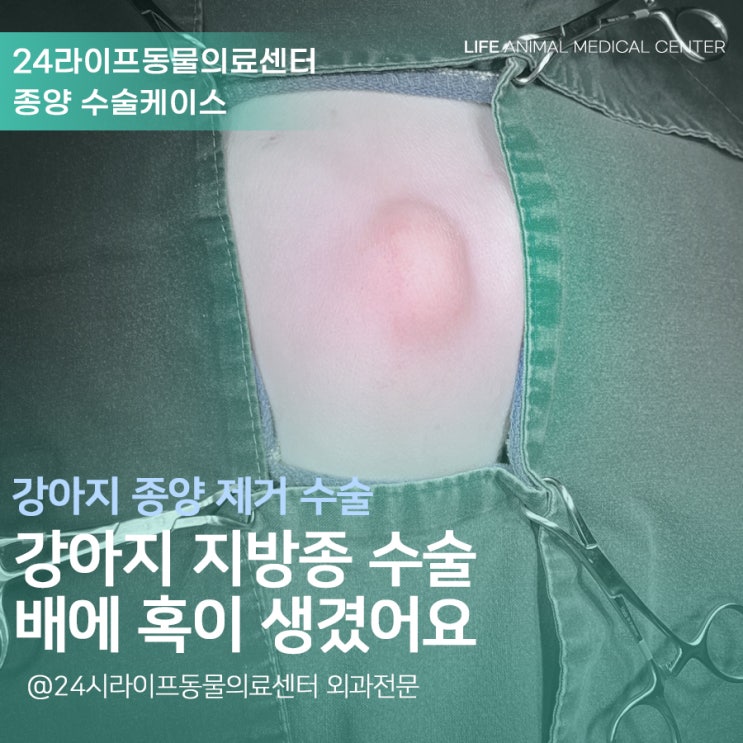 대구 강아지 지방종 수술 : 강아지 배에 혹이 생겼어요 대구강아지종양치료 대구 강아지 지방종 수술 : 강아지 배에 혹이 생겼어요 대구강아지종양치료
