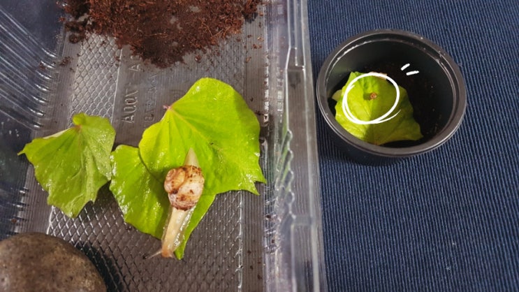 명주달팽이 반려동물 키우는법(집, 먹이, 코코피트)