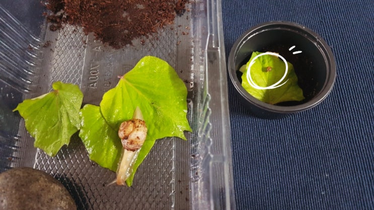  명주달팽이 반려동물 키우는법(집, 먹이, 코코피트)