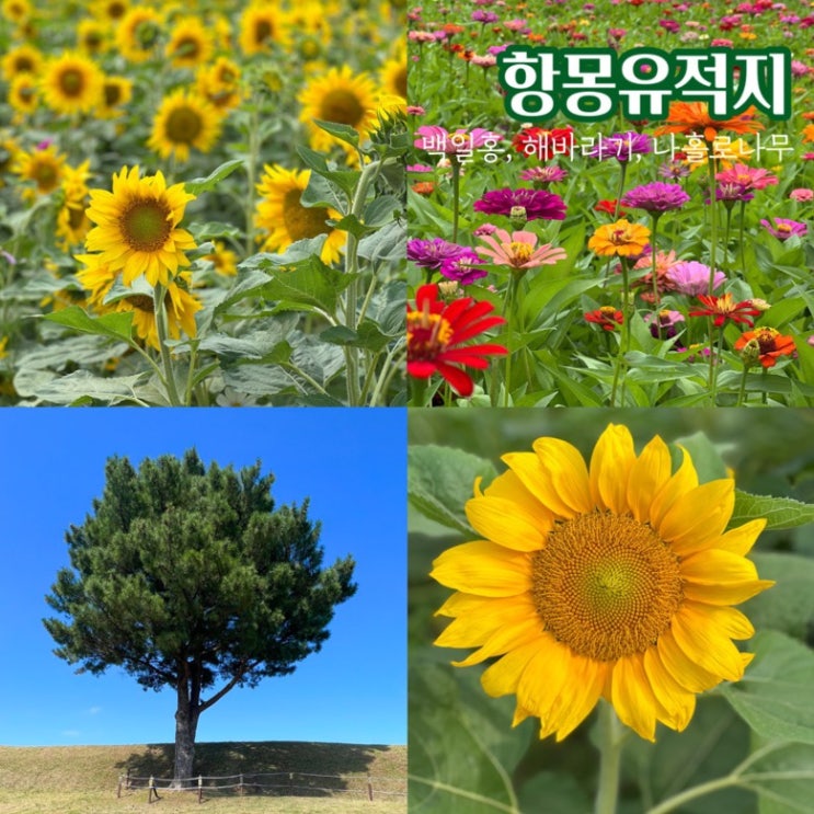 제주 애월 가볼만한곳 항파두리 항몽유적지 백일홍 해바라기 명소