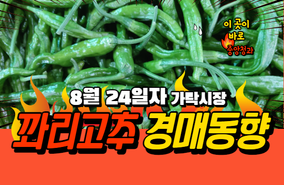  [경매사 일일보고] 8월 24일자 가락시장 꽈리고추 경매동향을 살펴보겠습니다!
