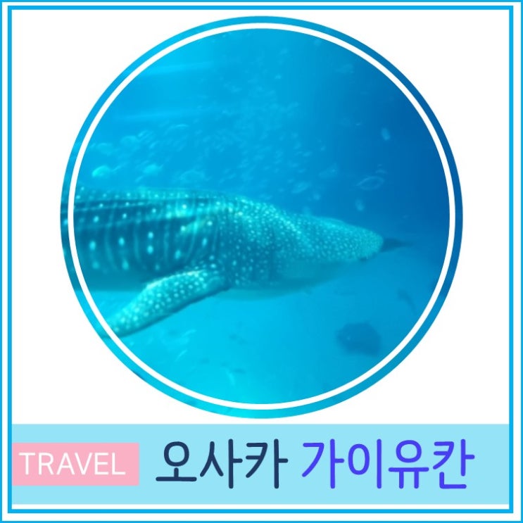  오사카 여행 아이와 가볼 만한 곳 가이유칸 수족관 후기 및 입장권 예약 안내