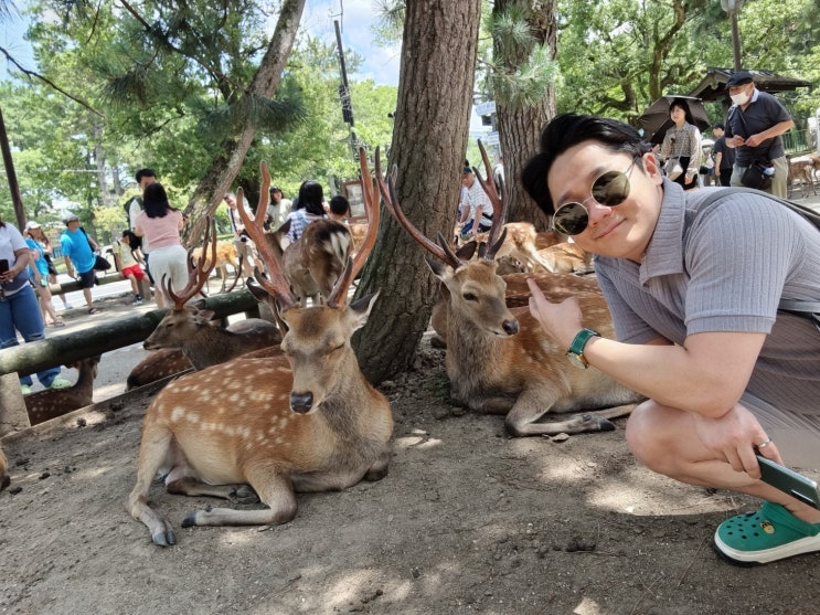 오사카에서 나라 당일치기 여행 사슴 공원 가는방법 먹이체험