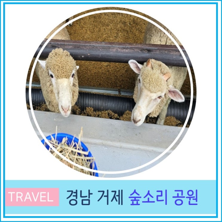  부산 울산 근교 아이와 함께 가볼만한 곳 거제 숲소리 공원 양떼가족놀이터 경남 여행