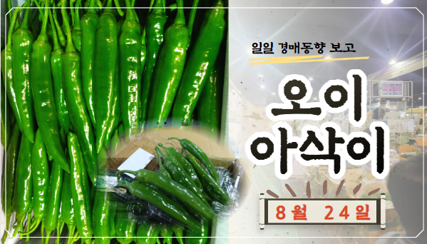  [경매사 일일보고] 8월 24일자 가락시장 오이아삭이 경매동향을 살펴보겠습니다!