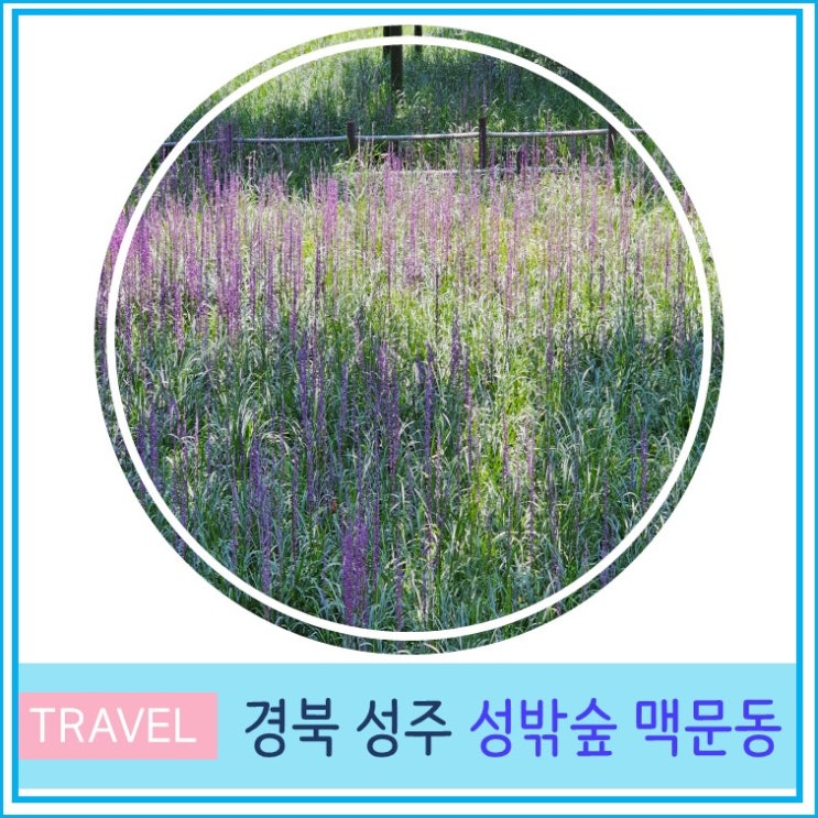  대구 근교 가볼 만한 곳 경북 성주 여행 성 밖 숲, 맥문동 꽃