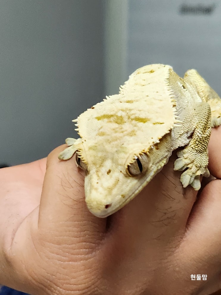 크레스티드 게코 도마뱀 귀뚜라미 먹이 크레 크레스티드 게코 도마뱀 귀뚜라미 먹이 크레