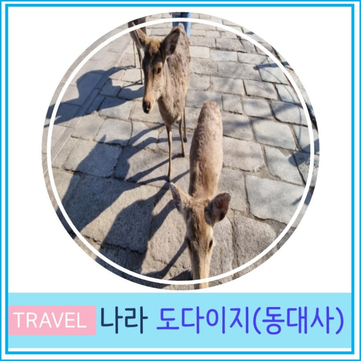  오사카 근교 여행 간사이 나라 도다이지 동대사 설명과 사슴
