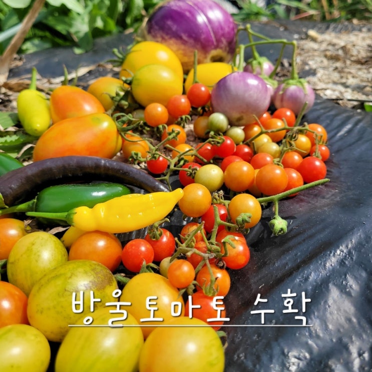  텃밭 둘러보기(방울토마토 수확)