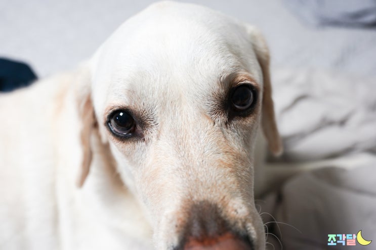 강아지 눈건강을 위한 유유제약 하루올데이 강아지 눈 영양제