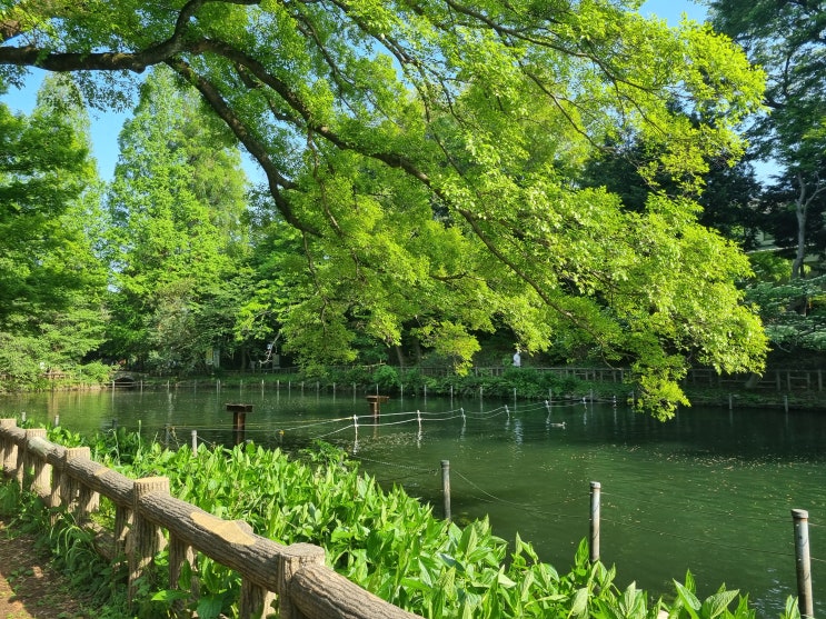 도쿄 4월 여행 3박4일(2일차): 키치조지 이노카시라공원·차이밀크티 카페 차이브레이크·카렐 차펙 매장