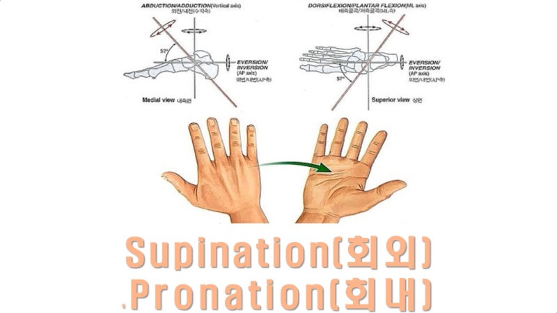 supination(회외), pronation(회내)의 관절별 움직임 : 네이버 블로그