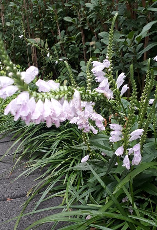  중랑구 사주: 부성입묘(夫星入墓),명리용어, 사주첩경 문답,#동하사주타로작명원, 이동하 작명원