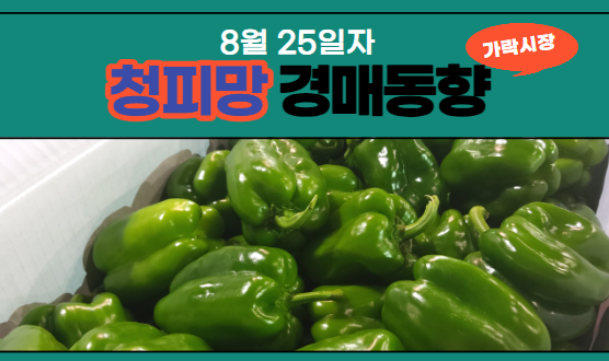  [경매사 일일보고] 8월 25일자 가락시장 청피망 경매동향을 살펴보겠습니다!