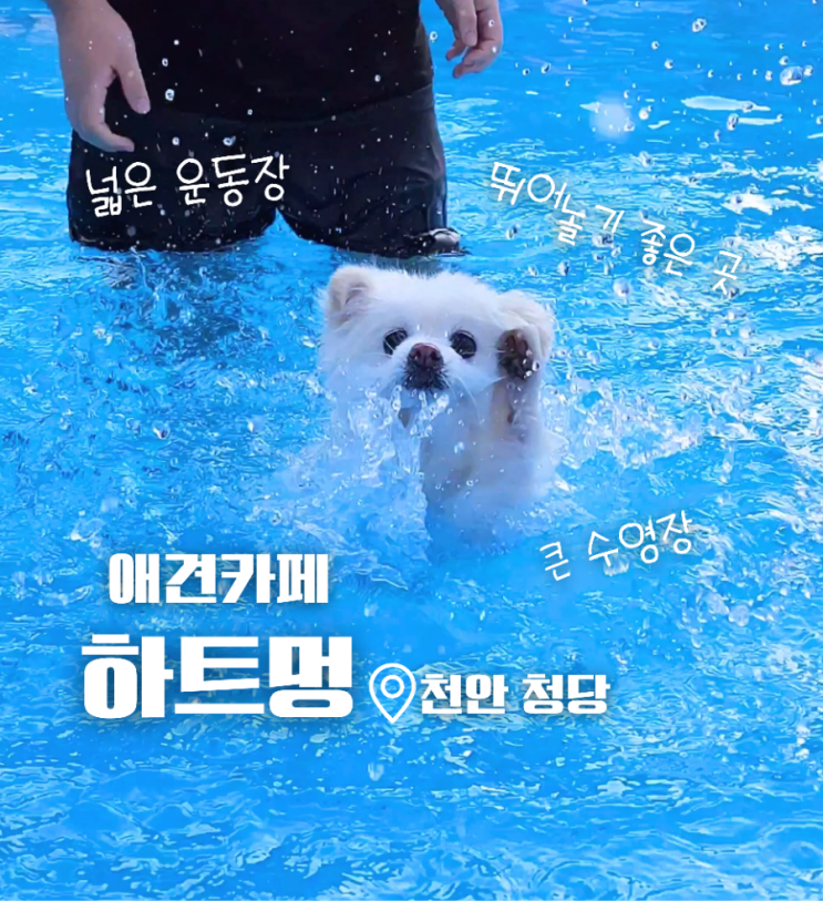  천안 애견카페 넓은 잔디 운동장과 수영장 보유 한 하트멍