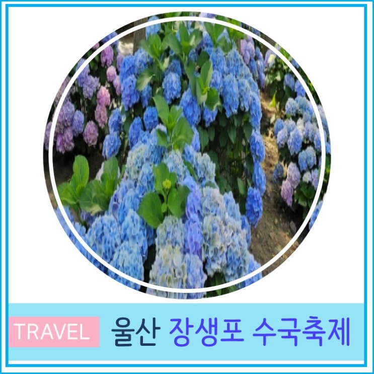  대구 부산 근교 가볼만한곳 울산 핫플 장생포 고래문화마을 수국축제