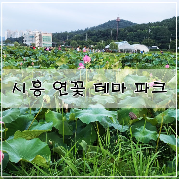  시흥 산책할 만한 곳 연꽃 테마파크