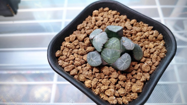  하월시아 만상 - 수리검