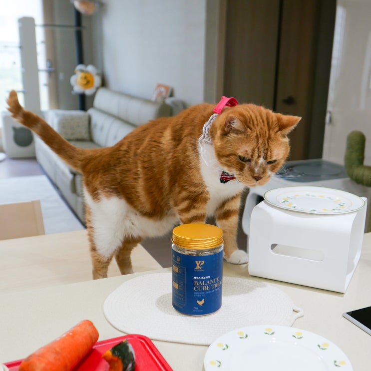  고양이 트릿 간식 맛있는 닭가슴살 담은 동결건조 간식 펫츠비통