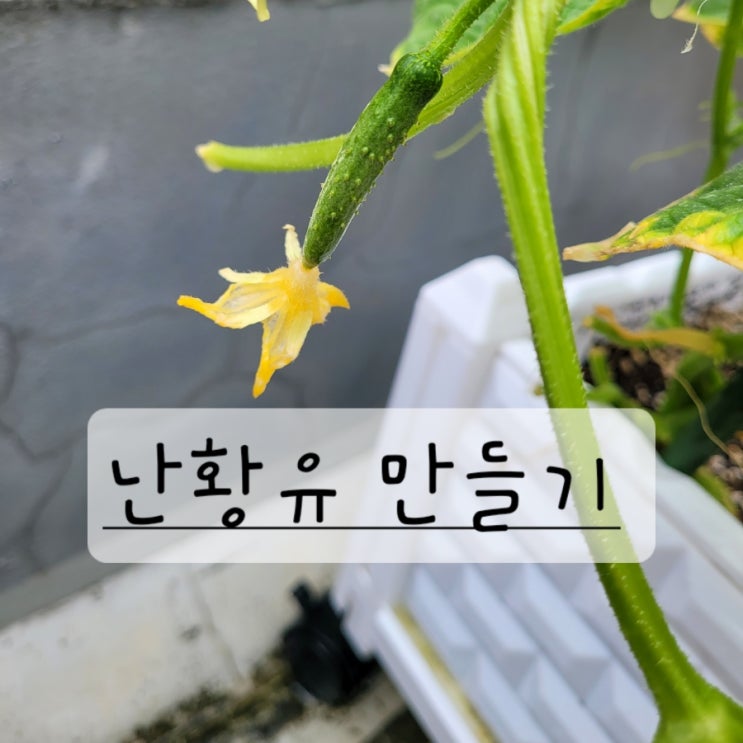  옥상 텃밭 오이 진딧물 제거 난황유만들기