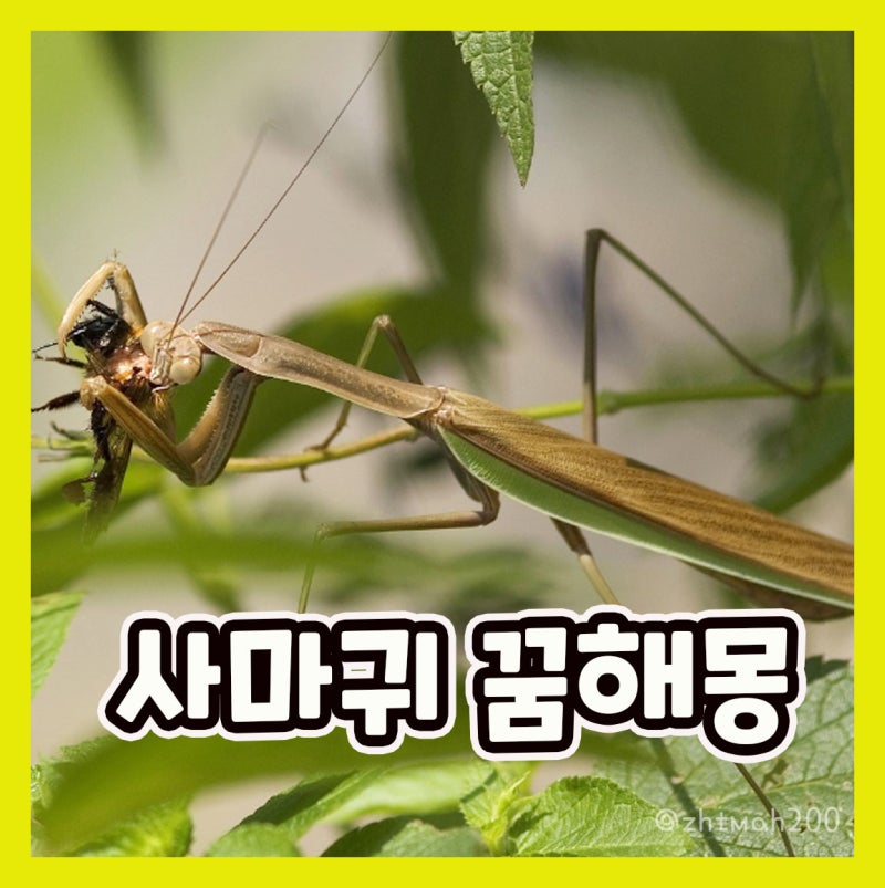사마귀한테 물리는꿈 사마귀 죽이는 꿈해몽