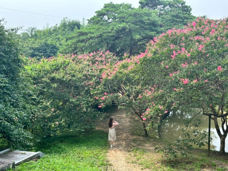  담양 가볼만한곳 명옥헌원림 배롱나무 꽃구경