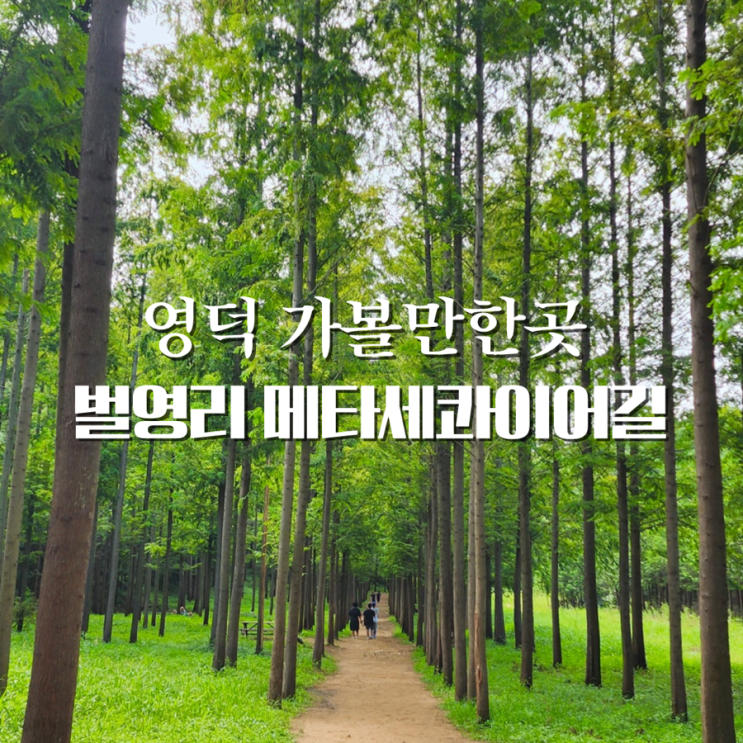  영덕 메타세콰이어길 경북 여행 촌캉스 가볼만한곳 벌영리 메타세콰이어숲