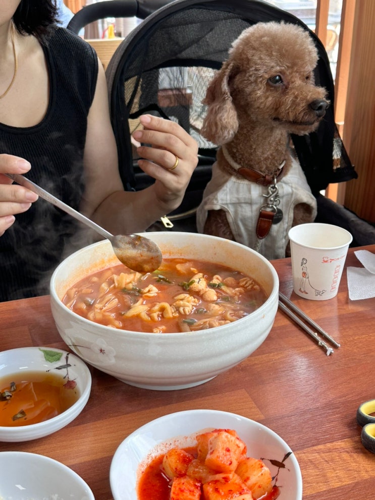  경주) 황리단길 실내 애견 동반 가능한 맛집 식당, 카페 추천