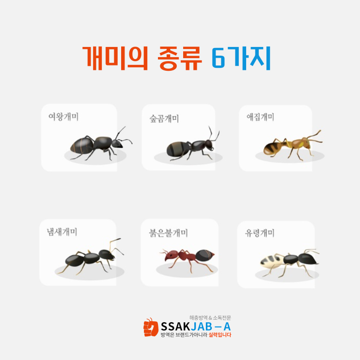  [방역전문업체 싹잡아방역] 개미의 종류 (여왕개미, 숲곰개미, 애집개미, 냄새개미, 붉은불개미, 유령개미)
