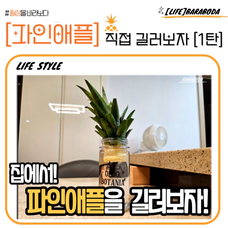  [식물 기르기] 파인애플을 집에서 길러보자!