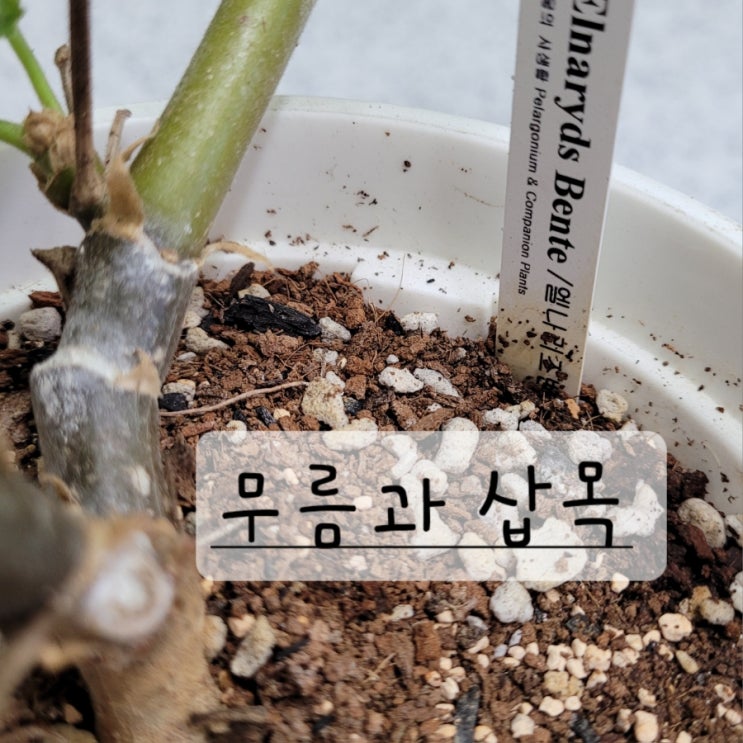  늦여름 무름병 걸린 제라늄들 삽목하기