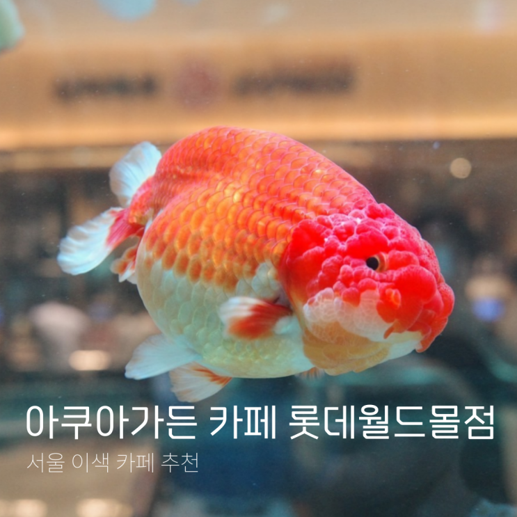 서울가볼만한곳 물고기 카페 아쿠아가든카페 롯데월드몰점
